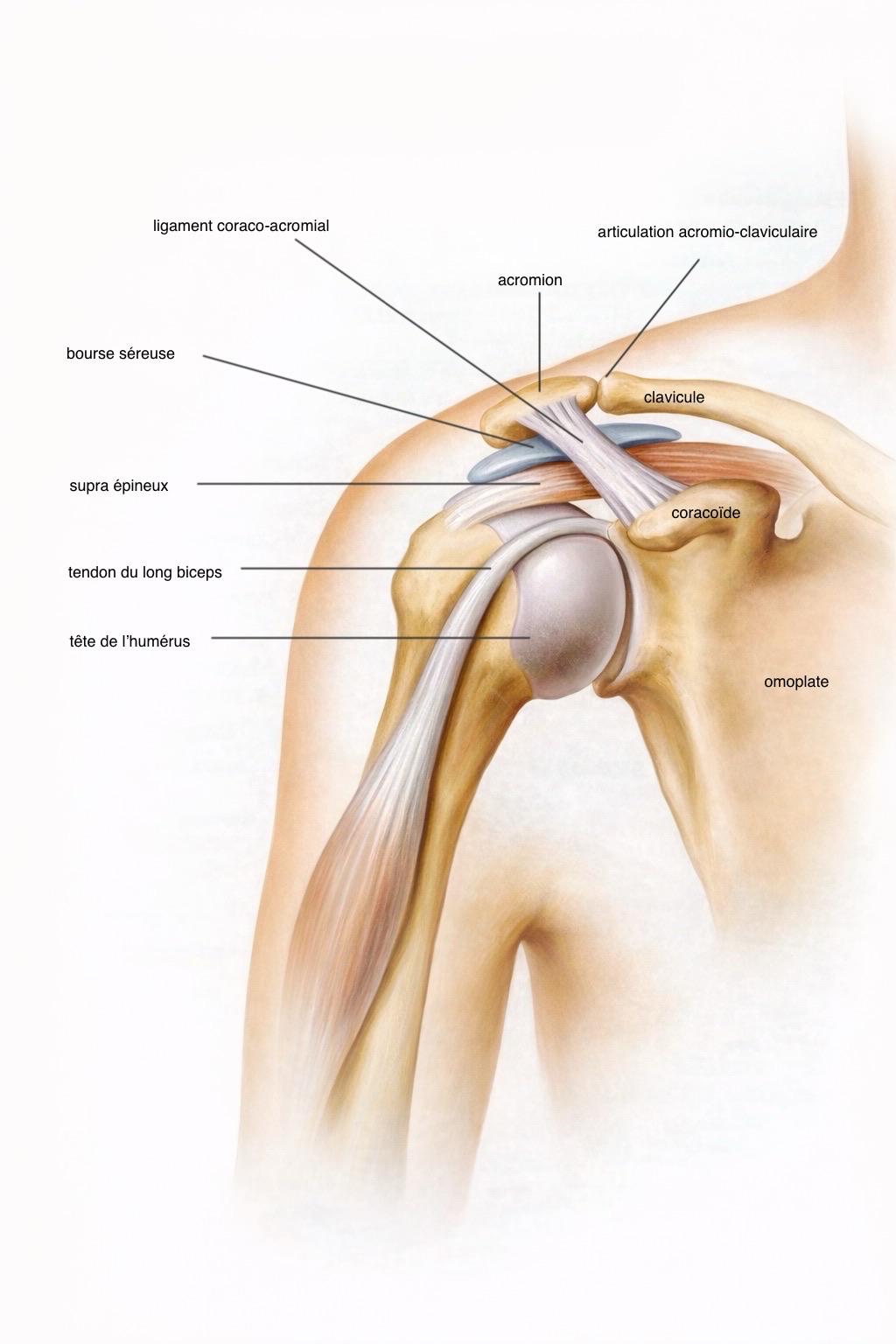 Anatomie de l'épaule - Illustration médicale