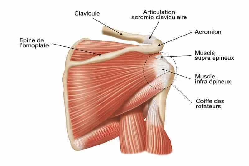Anatomie de la coiffe des rotateurs - Vue 2